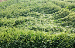 小麥倒伏為何只倒中間？