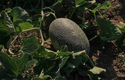 自動(dòng)氣象站為哈密瓜生長(zhǎng)助力