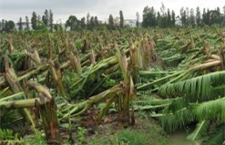 農(nóng)業(yè)氣象災(zāi)害指標包括哪些及監(jiān)測意義