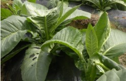 農(nóng)業(yè)氣象災(zāi)害監(jiān)測技術(shù)研究