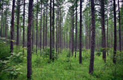 構(gòu)建適合云南森林生態(tài)系統(tǒng)服務(wù)功能的評(píng)價(jià)指標(biāo)體系及對(duì)其服務(wù)價(jià)值進(jìn)行定量評(píng)估的意義