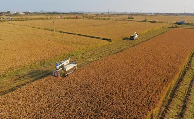 農(nóng)業(yè)農(nóng)村部：目前全國(guó)秋糧收獲已過(guò)半 降雨沒(méi)有改變豐收基本面