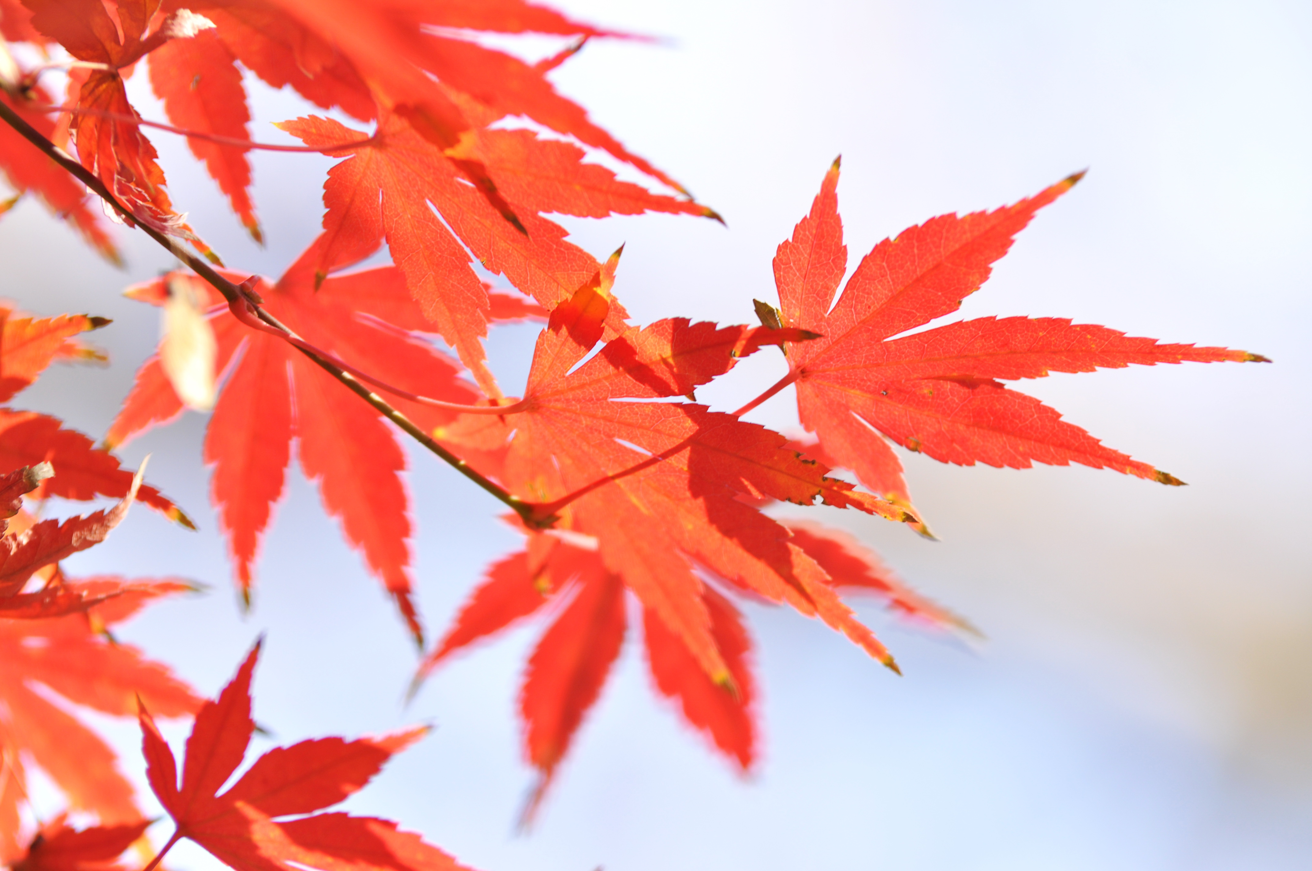 京津冀氣象部門聯(lián)合開展紅葉觀賞期預(yù)測