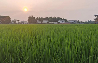 農(nóng)業(yè)小氣候自動氣象站——精準農(nóng)業(yè)的利器