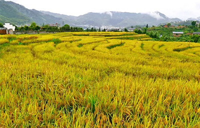 利用無線農(nóng)業(yè)氣象綜合監(jiān)測(cè)站提升農(nóng)業(yè)生產(chǎn)效率