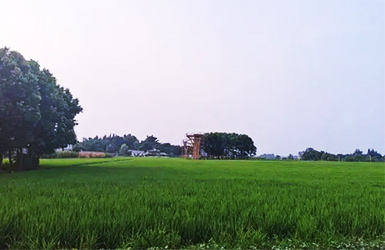 農(nóng)田小氣象監(jiān)測站:精細農(nóng)業(yè)的“眼睛”