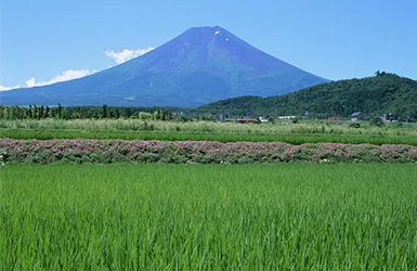 農(nóng)業(yè)綜合氣象監(jiān)測站助力精細化農(nóng)業(yè)生產(chǎn)